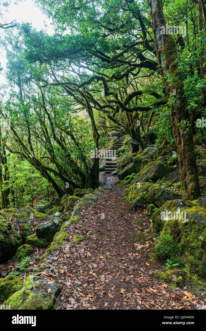Hiking trail in Laurisilva forest in Madeira - Verada do Fanal near famous Fanal forest Stock Photo