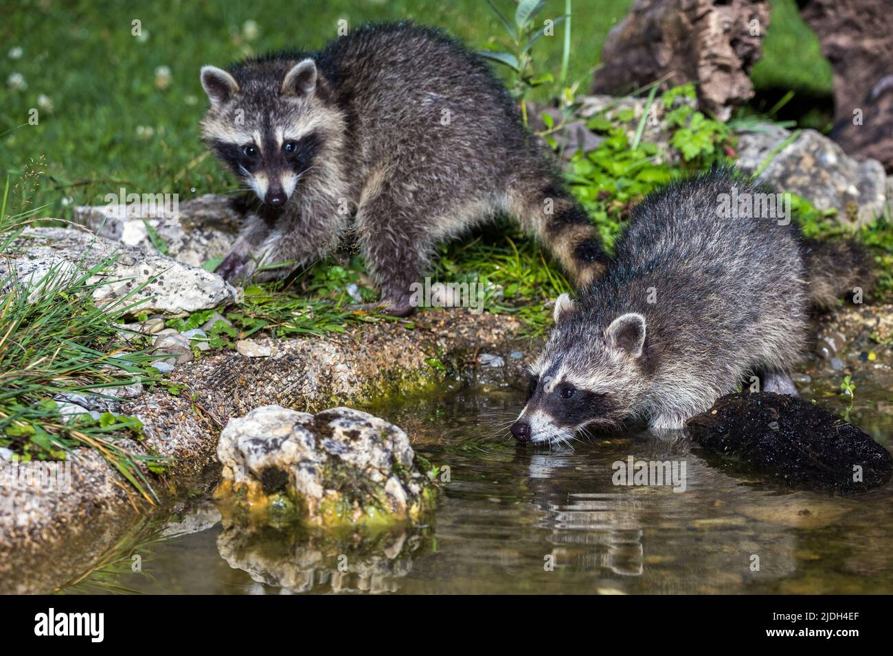 common raccoon (Procyon lotor), two young raccoons at a garden pond, Germany, Baden-Wuerttemberg Stock Photo