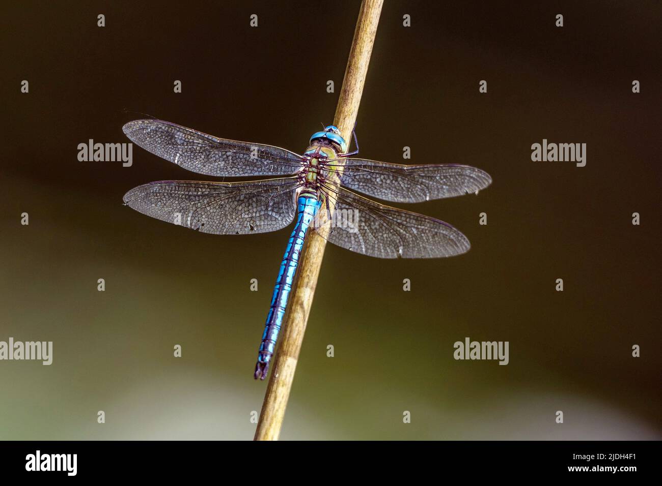 emperor dragonfly (Anax imperator), male sitting at a stem, rear view ...
