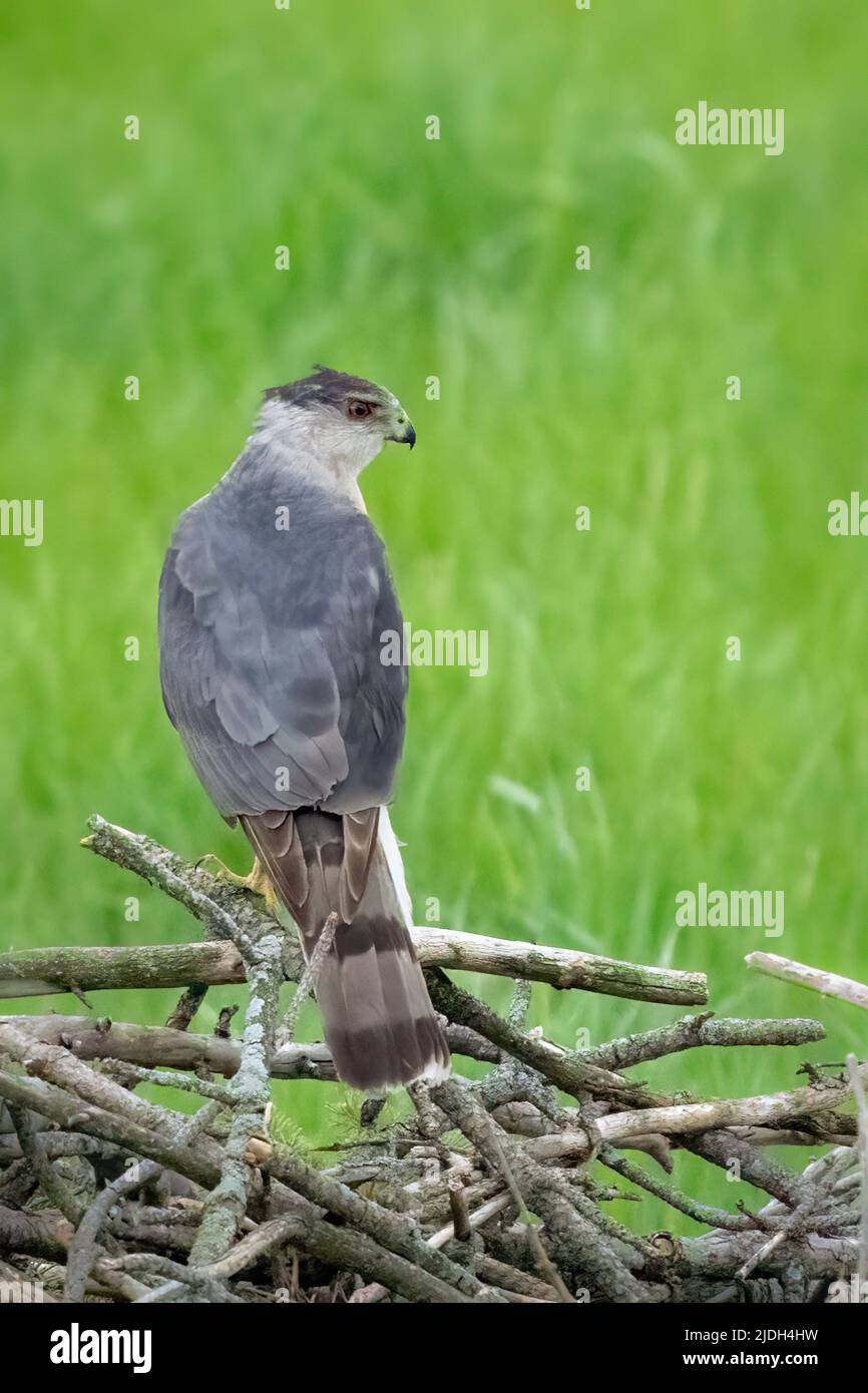 This Coopers hawk recently paid a visit to my backyard bird feeders in
