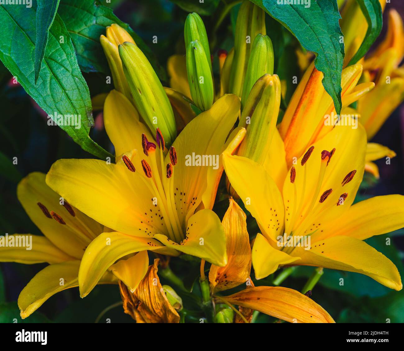 large cluster of bright yellow lilies in the back garden Stock Photo