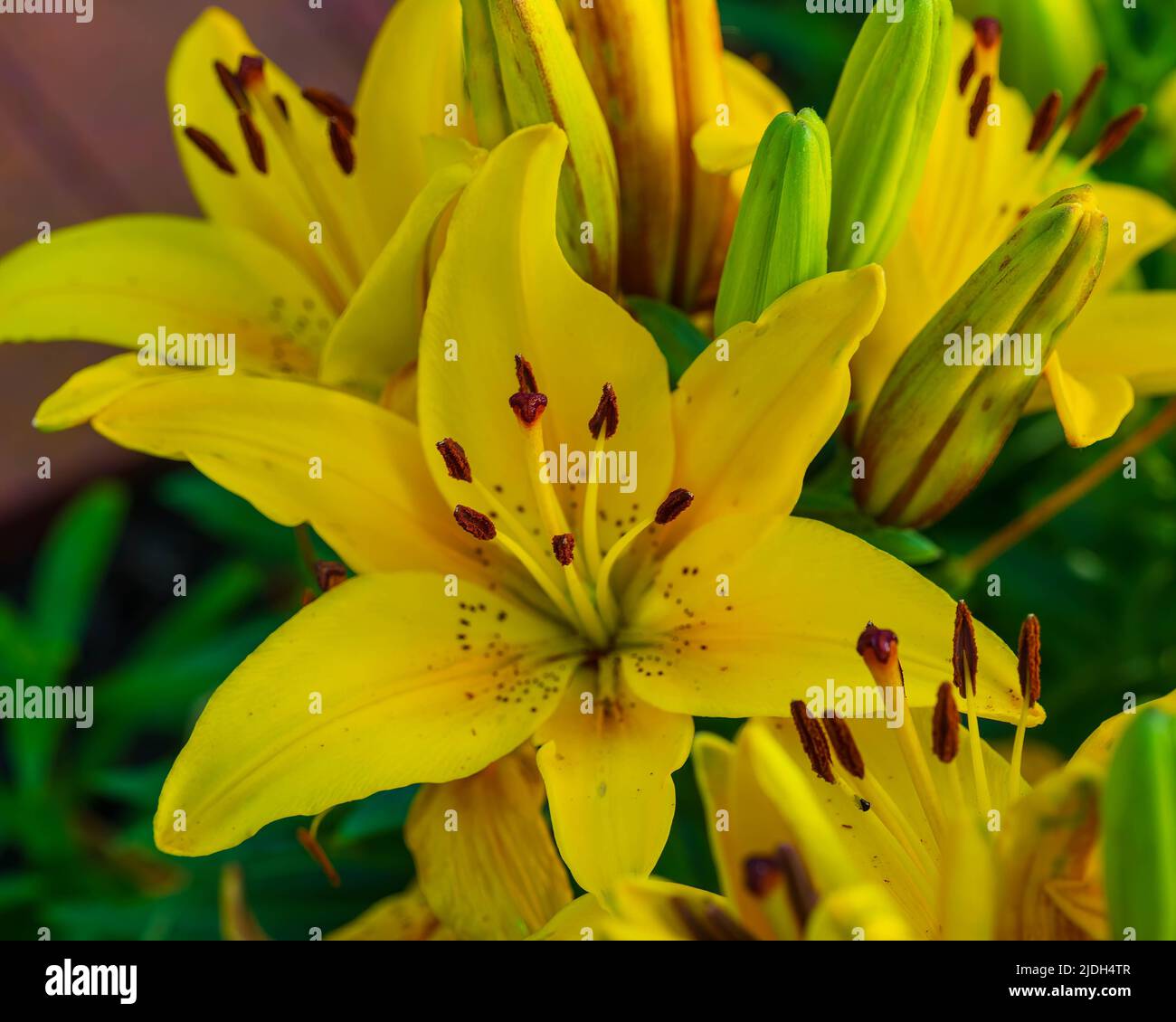large cluster of yellow lilies in the back garden Stock Photo