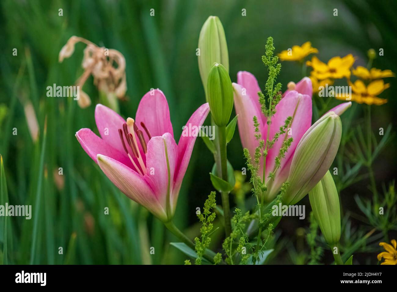 cluster of pink lilies in the front garden Stock Photo