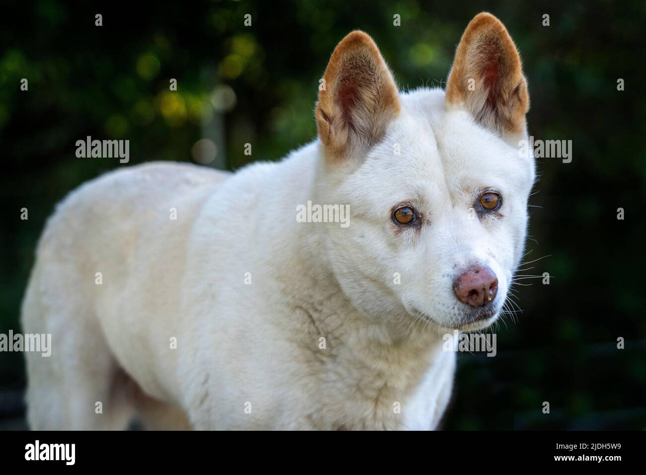 White adult dingo (Canis familiaris dingo) standing and looking at camera. Maryborough Queensland Australia Stock Photo