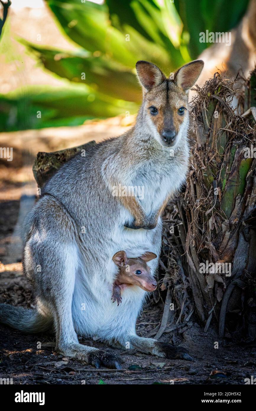 Red-necked wallaby (Macropus rufogriseus) with joey's head protruding from pouch Stock Photo