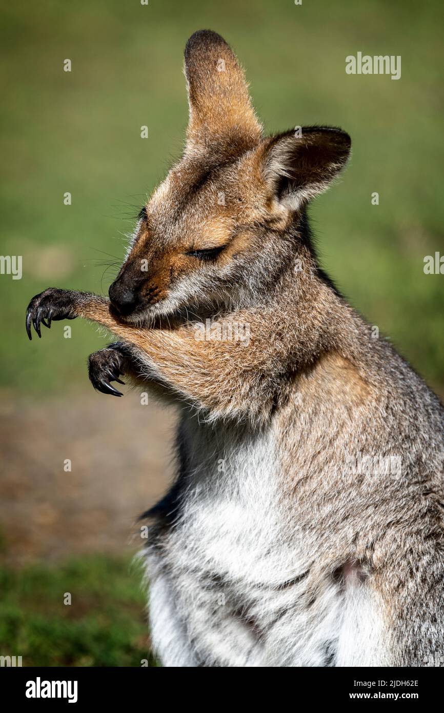Close up portrait of Red-necked wallaby (Macropus rufogriseus) cleaning itself by licking it arms. Stock Photo