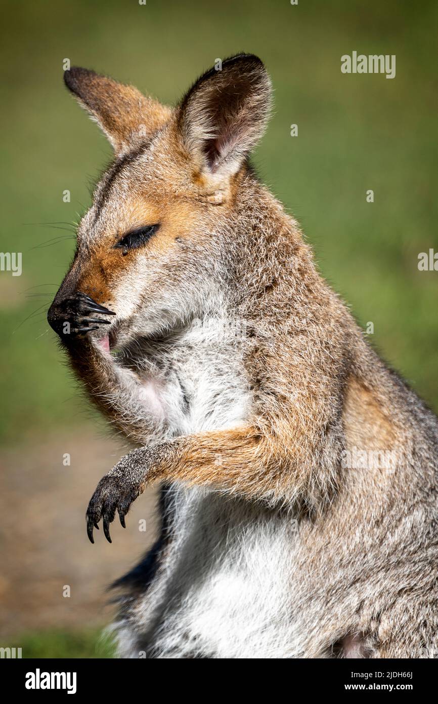 Close up portrait of Red-necked wallaby (Macropus rufogriseus) cleaning itself by licking it arms. Stock Photo