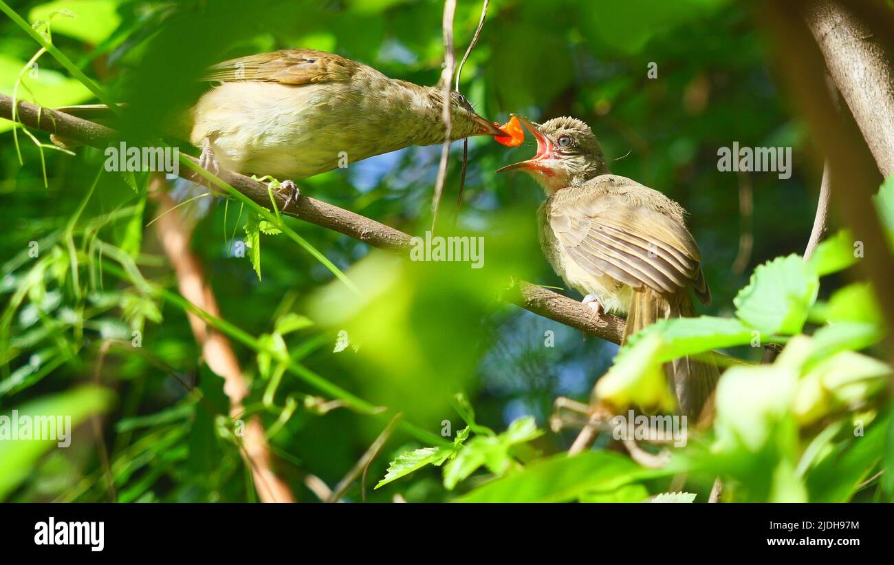 The bird is feeding food into the baby bird's beak,  Streak-eared Bulbul (Pycnonotus blanfordi) on tree with natural green leaves in background Stock Photo