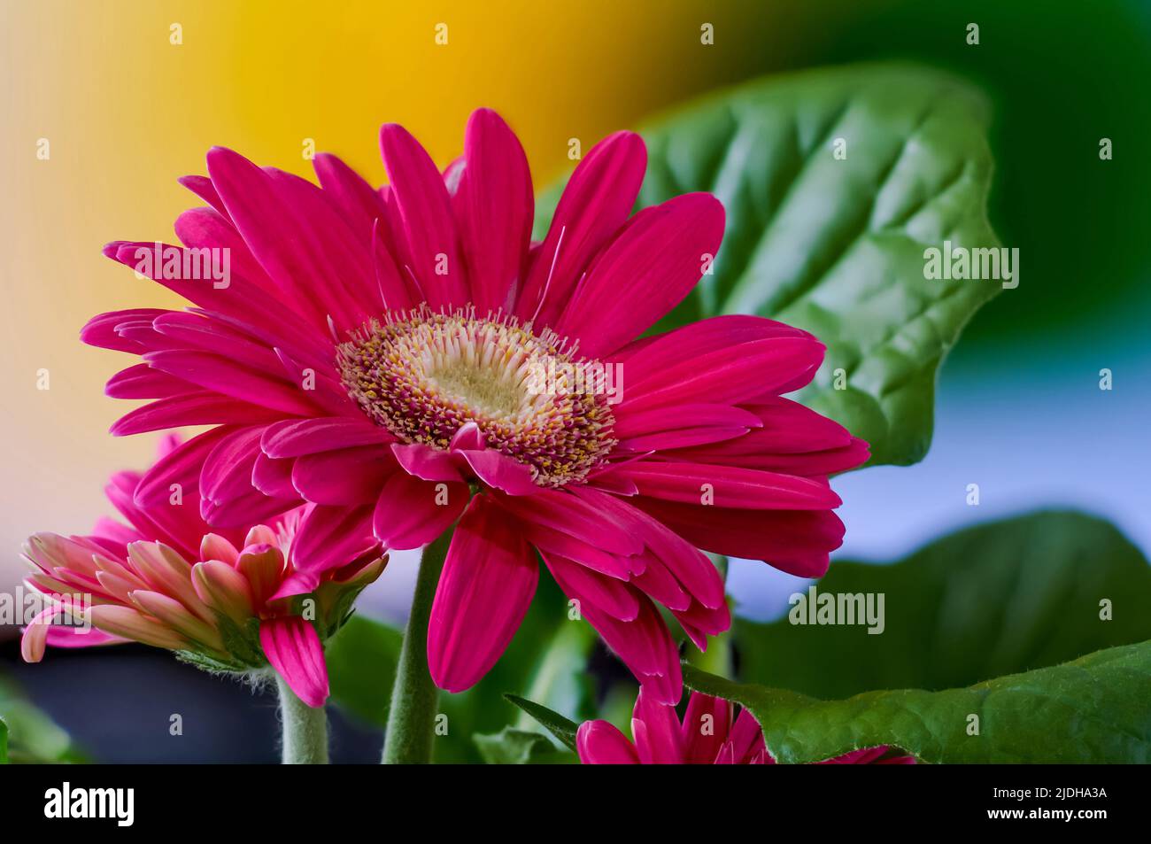 gerbera, flower in shades of purple, focus stacking, bokeh, close up, macro Stock Photo