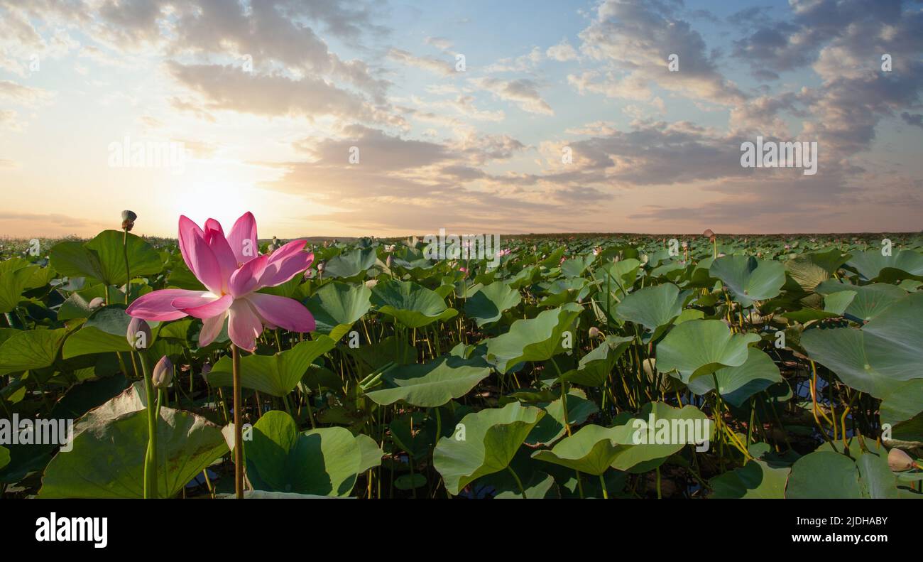 Beautiful lotus flower in hi-res stock photography and images - Alamy