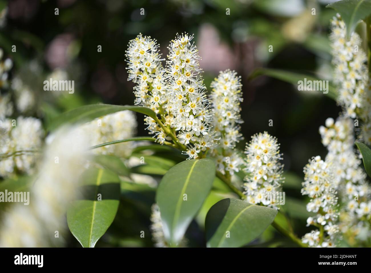 Cherry Laurel, Prunus Laurocerasus Stock Photo