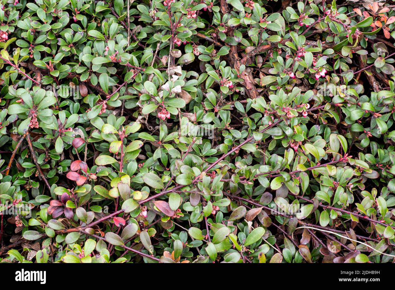 Plant with medicinal properties. Leaves Arctostaphylos uva-ursi Stock Photo