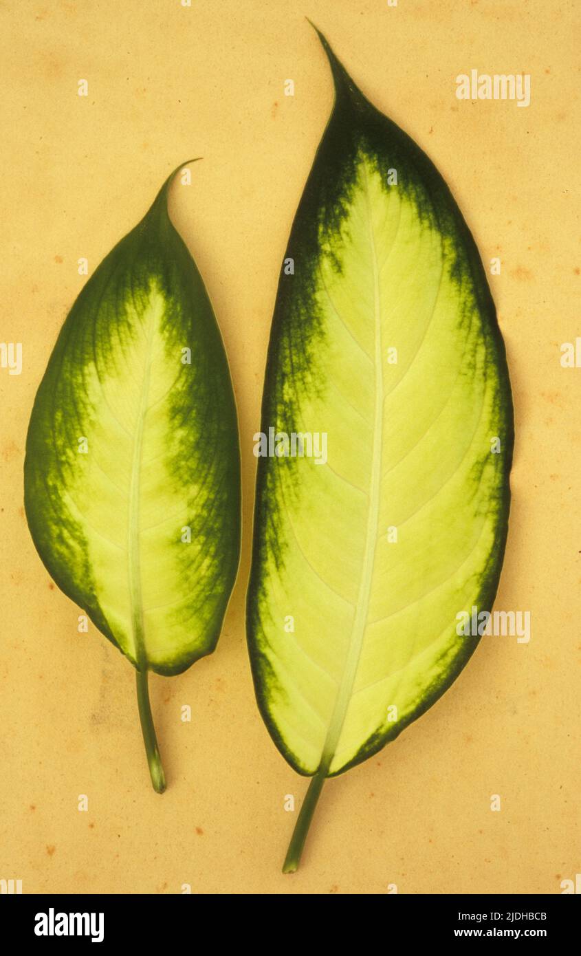 Two oval leaves cream with dark green borders of Dumb cane or Dieffenbachia lying on antique paper Stock Photo