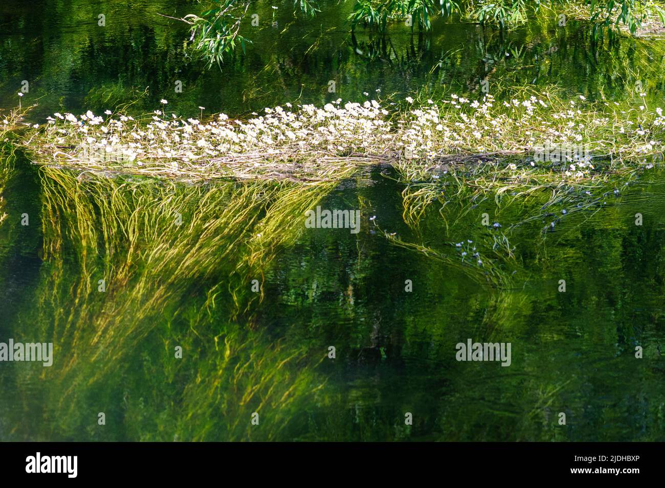 Reeds flowers hi-res stock photography and images - Alamy