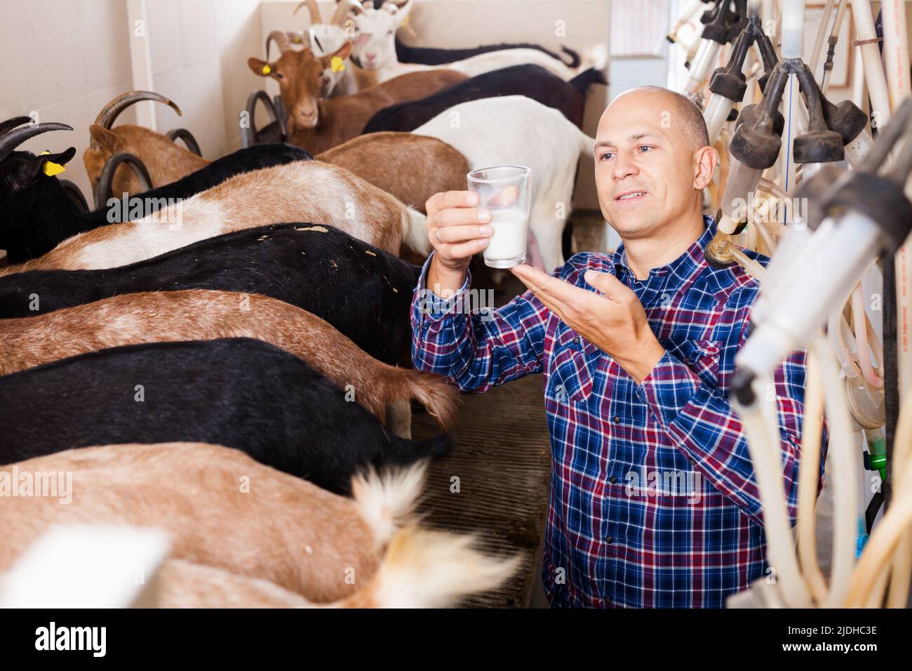 Farmer milking a goats with an automatic milk machine Stock Photo Alamy