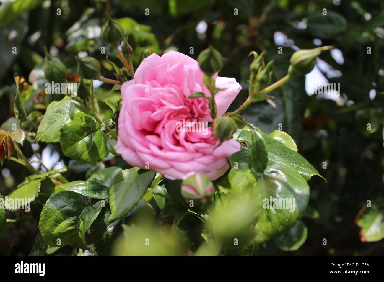 Pink roses in closeup. Photograph of the Queen of Flowers. A bushy