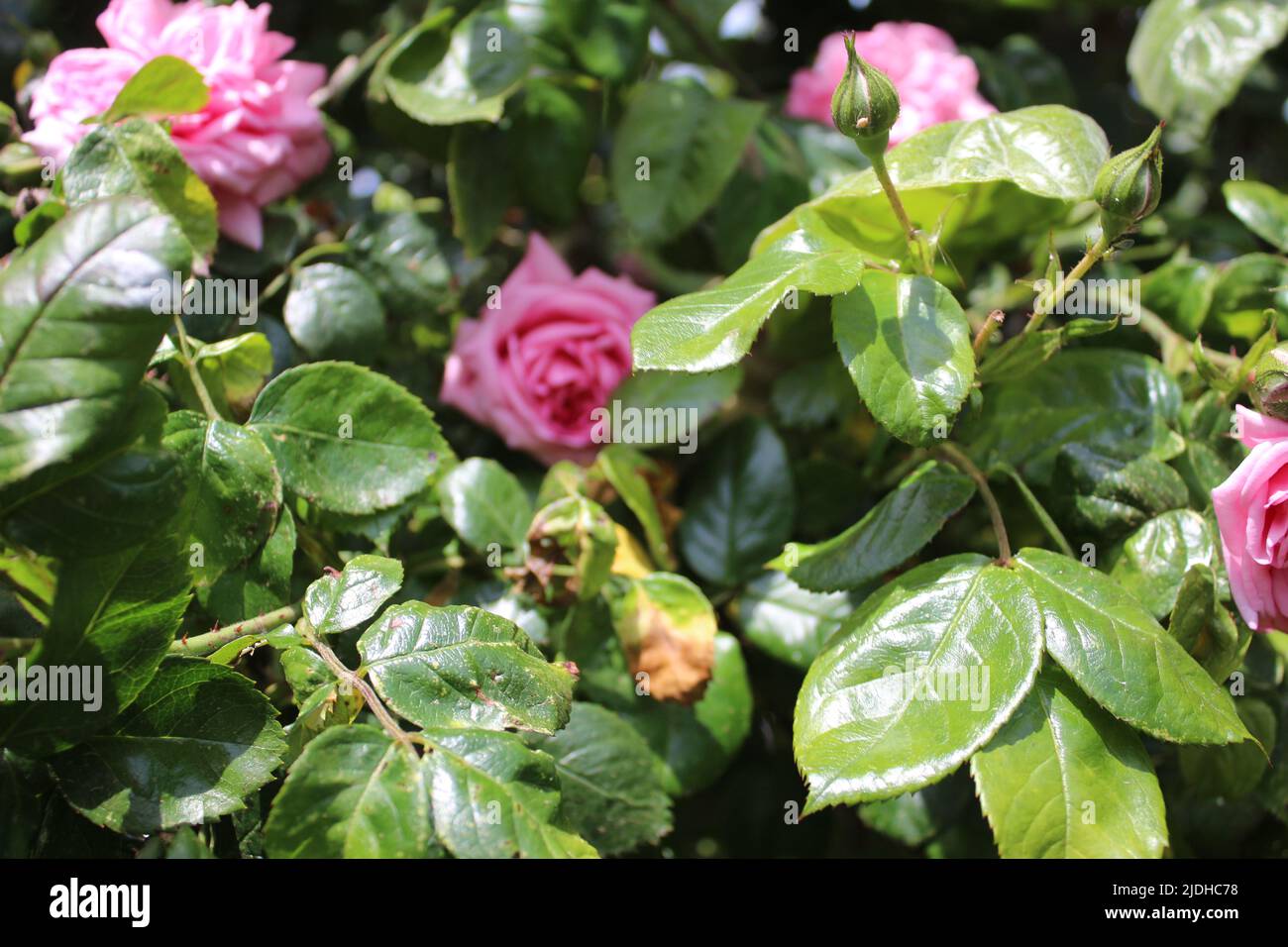 Pink roses in closeup. Photograph of the Queen of Flowers. A bushy