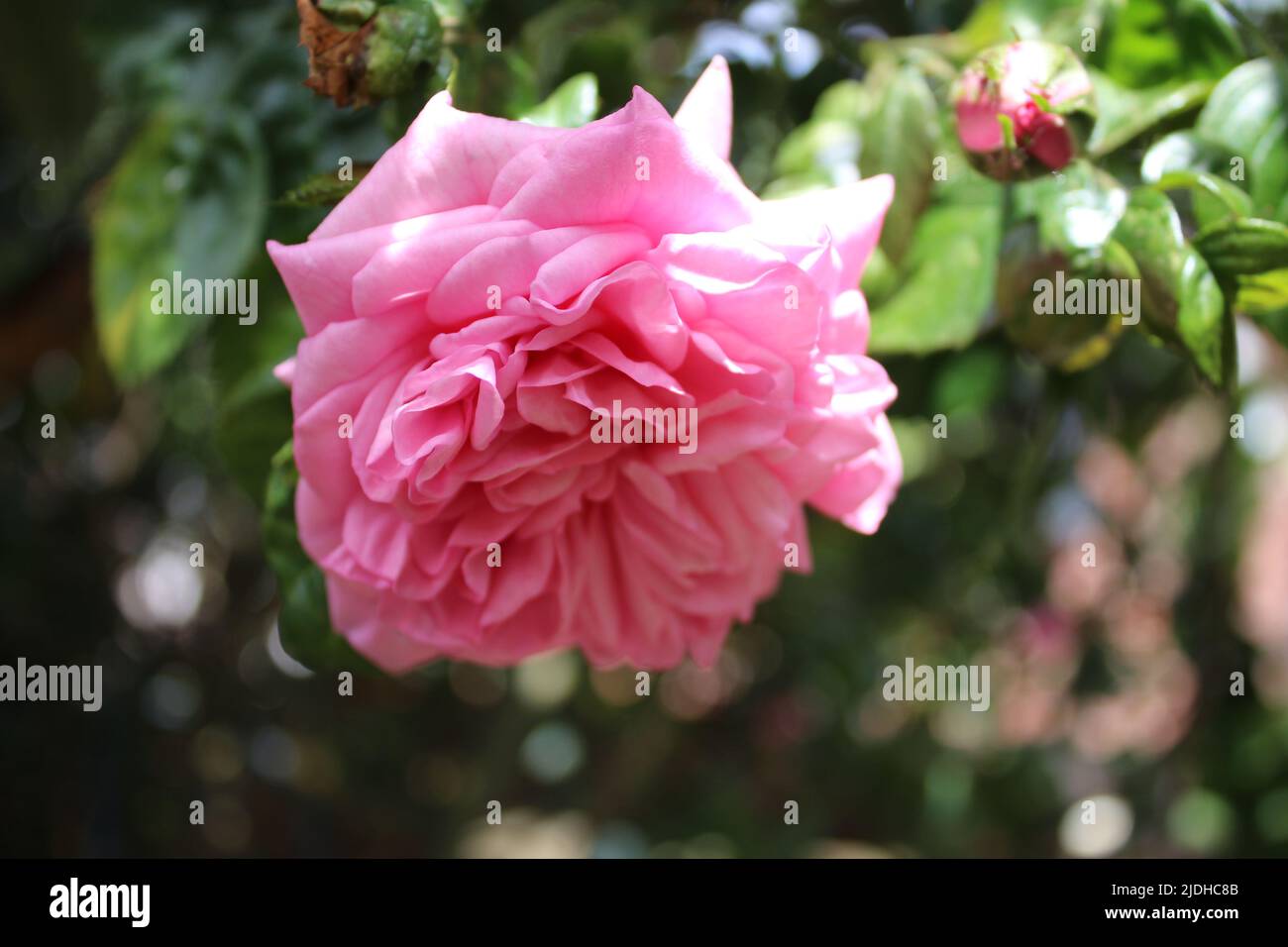 Pink roses in closeup. Photograph of the Queen of Flowers. A bushy
