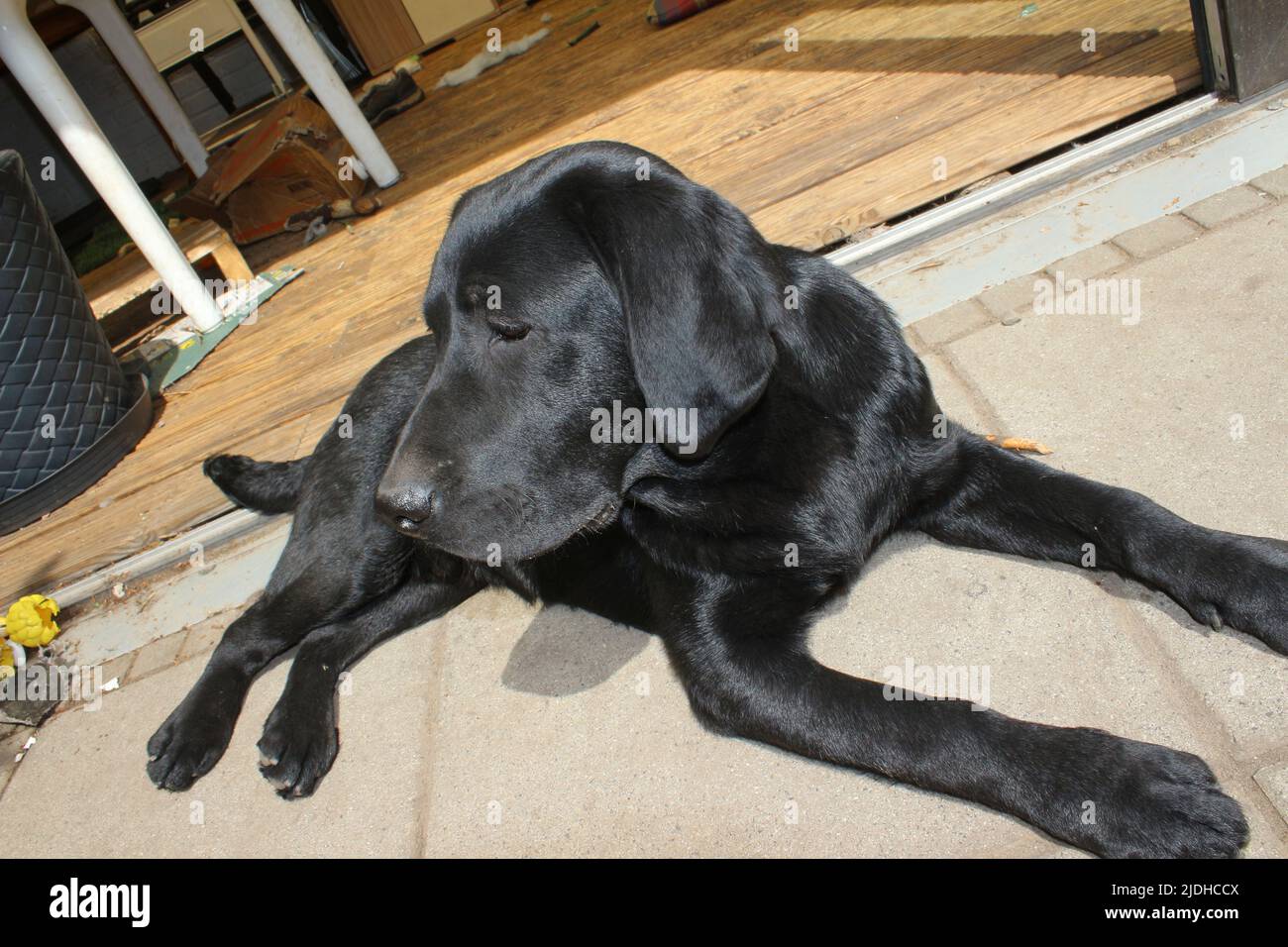 Photograph of a black Labrador Retriever. Labrador puppy in closeup