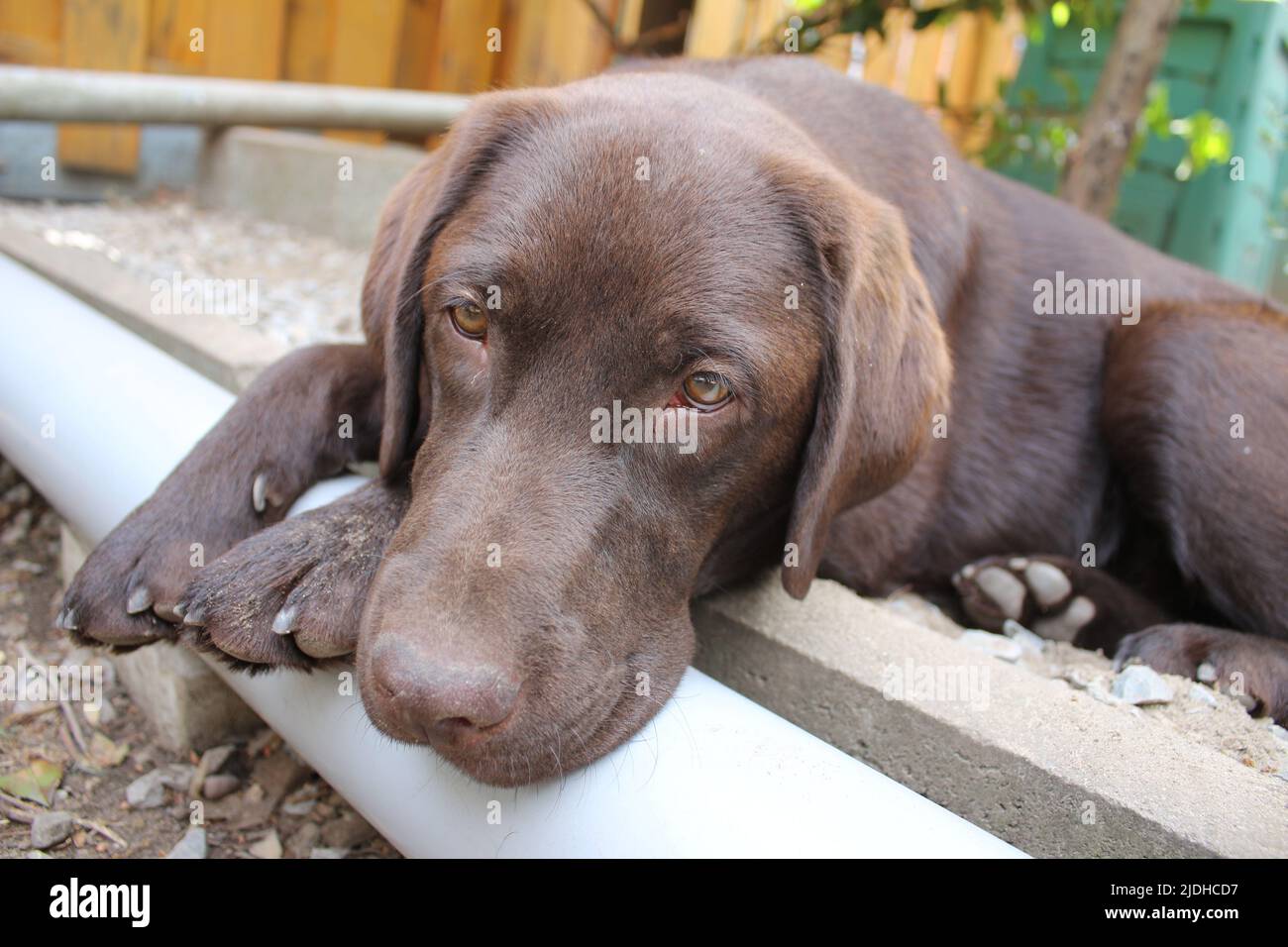 Brown Labrador Retriever. Dog face in close up. Labrador puppy. Pets in ...