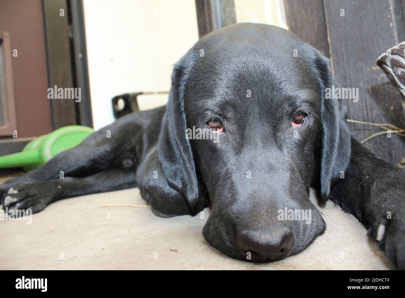 Photograph Of A Black Labrador Retriever. Labrador Puppy In Close-up 