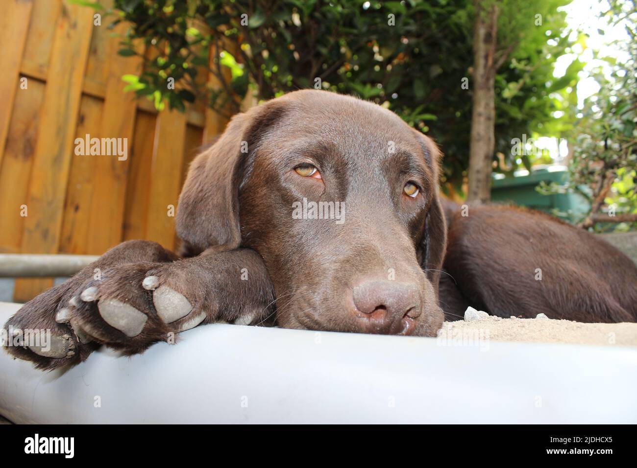 Brown Labrador Retriever. Dog face in close up. Labrador puppy. Pets in the garden. The natural environment for animals. Pure Bred Labrador. Pedigree. Stock Photo