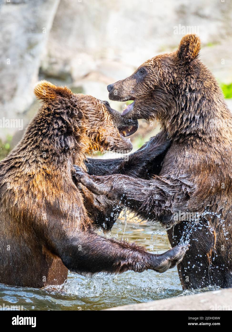 Two brown bears fighting in the water Stock Photo