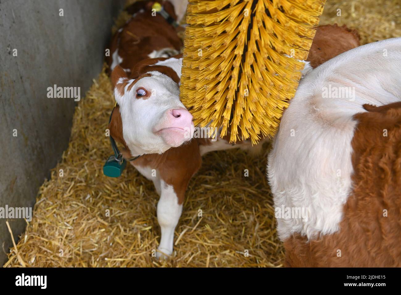 Calf scratches itself on a scratching brush, young animals, calves in a stable, cows, cattle, organic, organic farming, animal husbandry. Tour and press conference after the foreign Council of Ministers meeting of Calf scratches itself on a scratching brush, young animals, calves in a stable, cows, cattle, organic, organic farming, animal husbandry. Tour and press conference after the foreign Council of Ministers meeting of