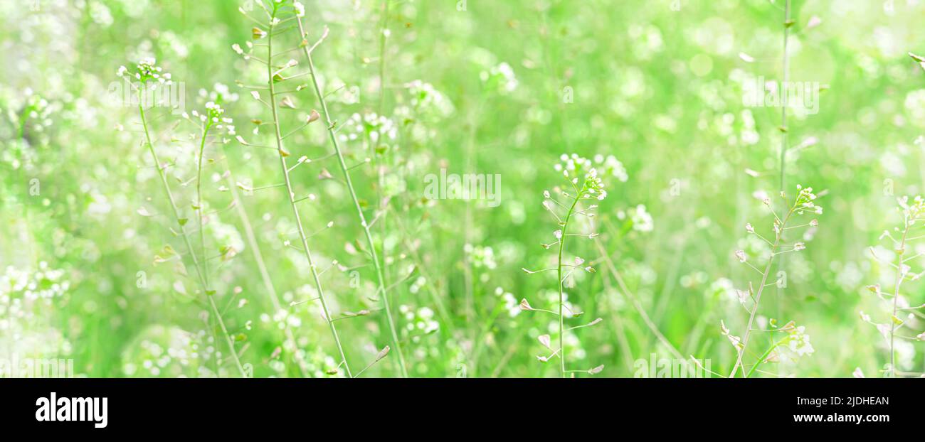 Meadow grass in sunlight and glare. Natural background. Stock Photo