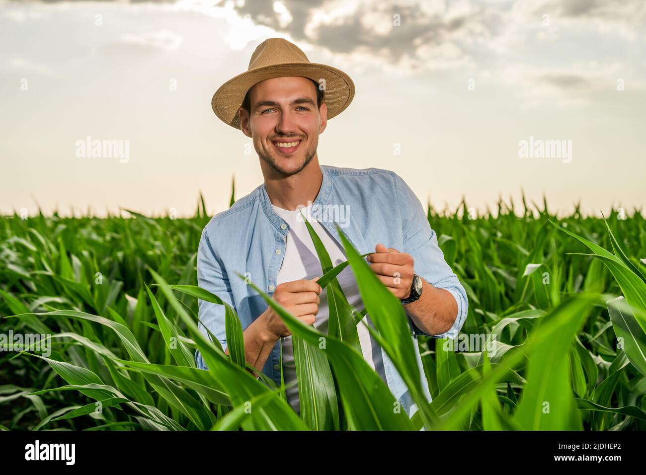 Happy farmer is standing in his growing corn field and examining crops ...