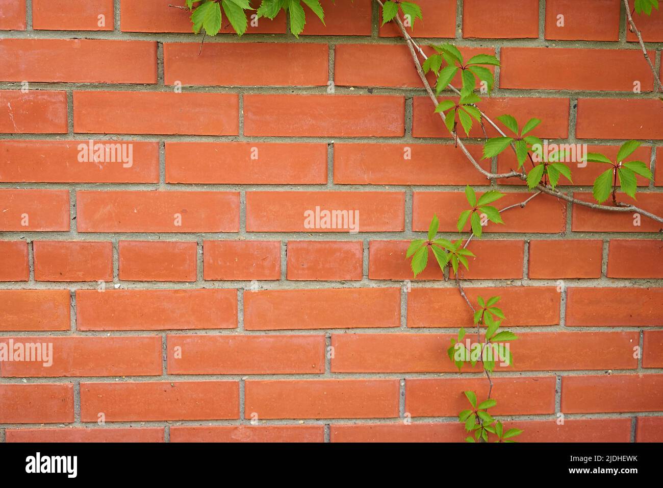Parthenocissus quinquefolia. A red brick wall with a branch of maiden grapes. Horizontal format Stock Photo
