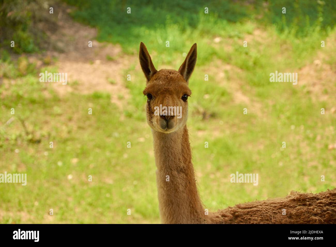 Lama vicugna is grazing in a pasture. Portrait of a female vicuna. A species of artiodactyl mammals of the camel family Stock Photo
