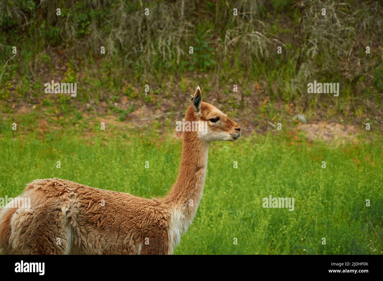 Lama vicugna is grazing in a pasture. Close-up portrait Stock Photo