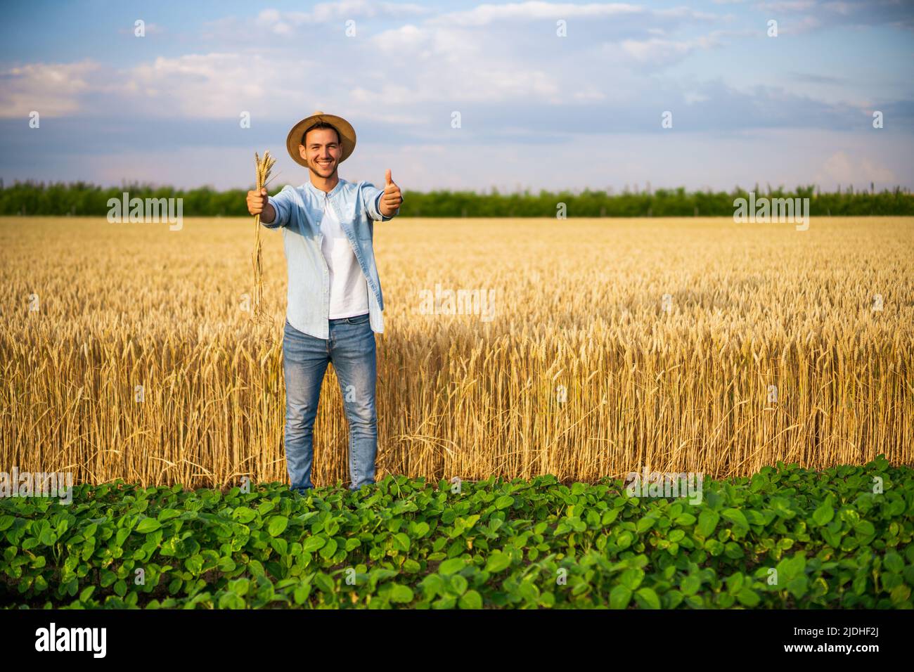 Happy farmer showing thumbs up while standing in his growing wheat and ...