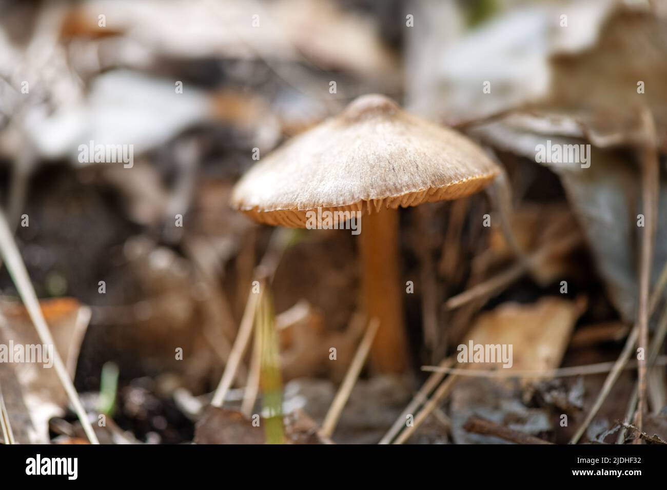 Close-up of forest mushrooms inedible in brown tones in autumn. Stock Photo