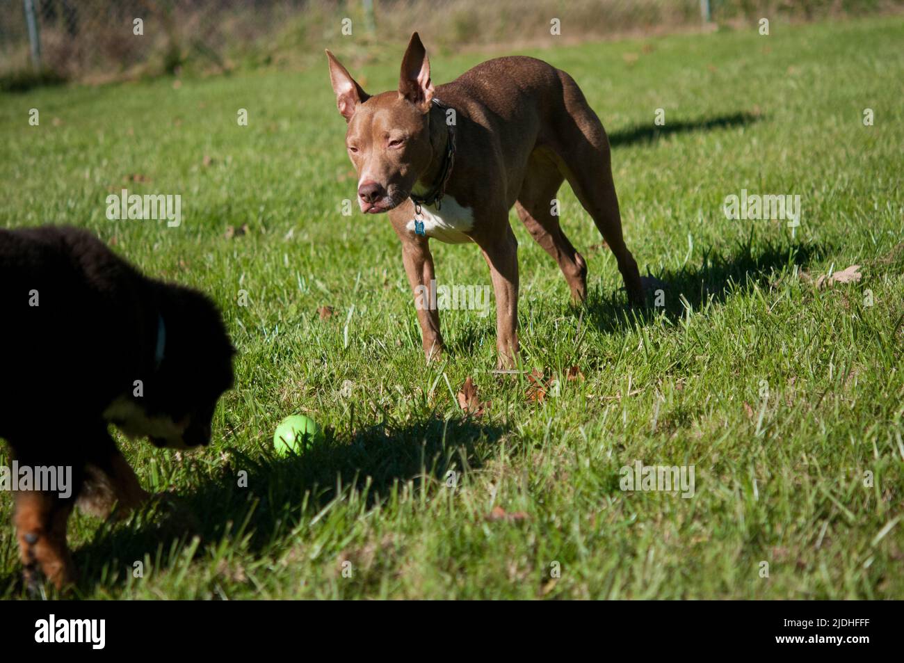 Two dogs outside in the yard playing Stock Photo Alamy