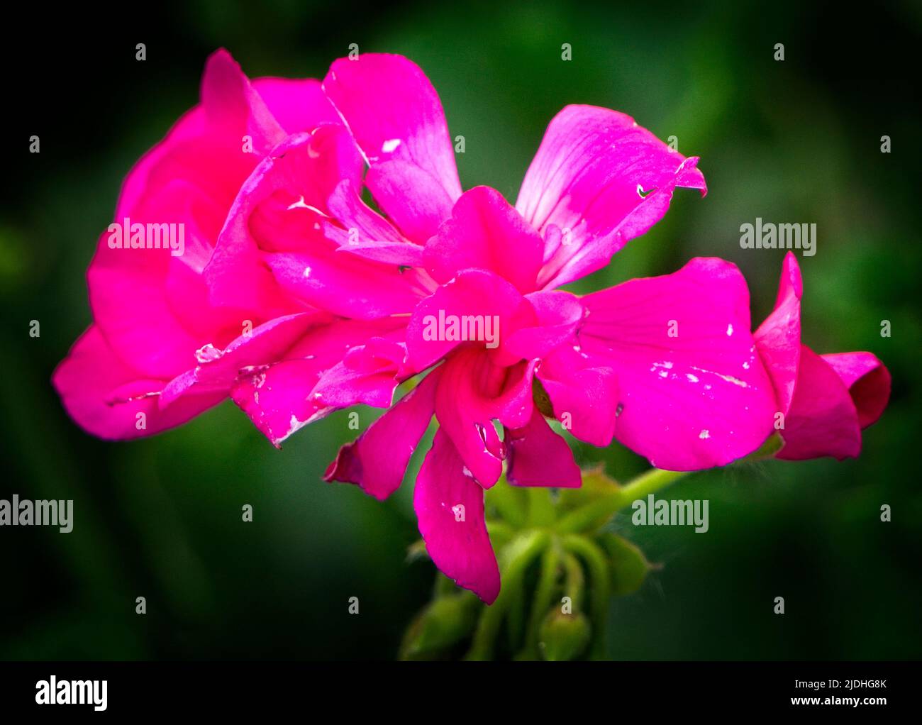 Petal touch hi res stock photography and images Alamy Petal touch hi res stock photography and images Alamy