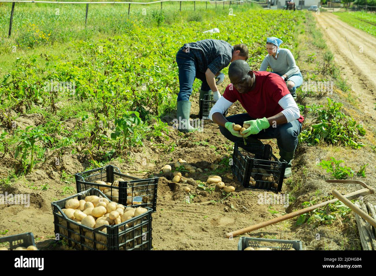 People gathering crop of potatoes Stock Photo - Alamy
