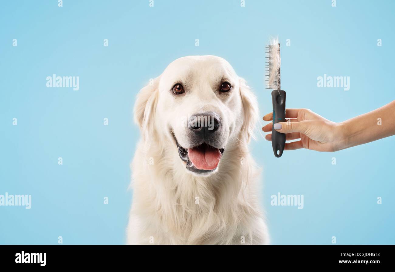 Dog comb for clearance labrador