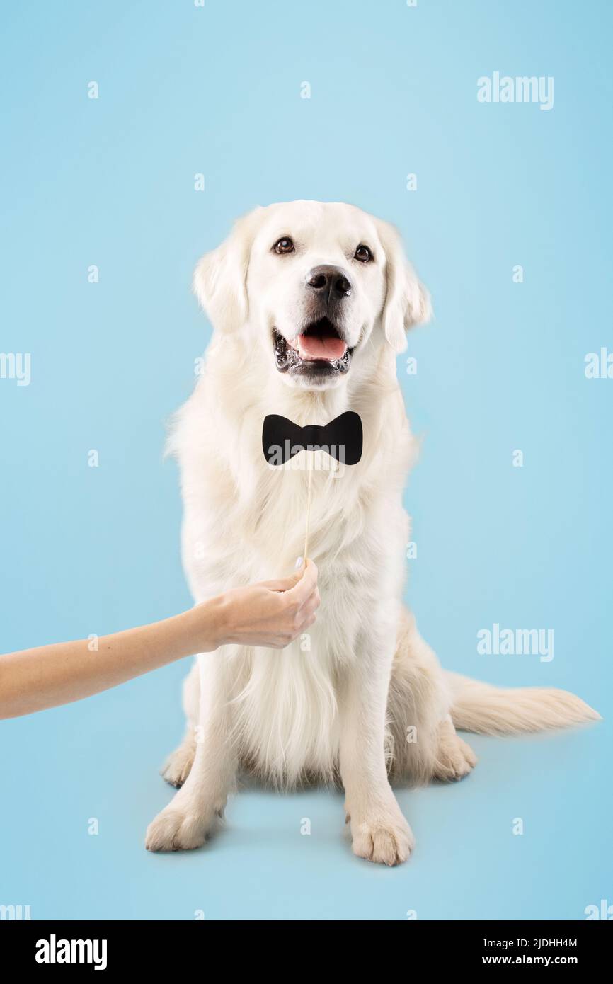 Funny labrador posing with black bowtie, owner holding bow on stick in hand, dog sitting on floor on blue background Stock Photo