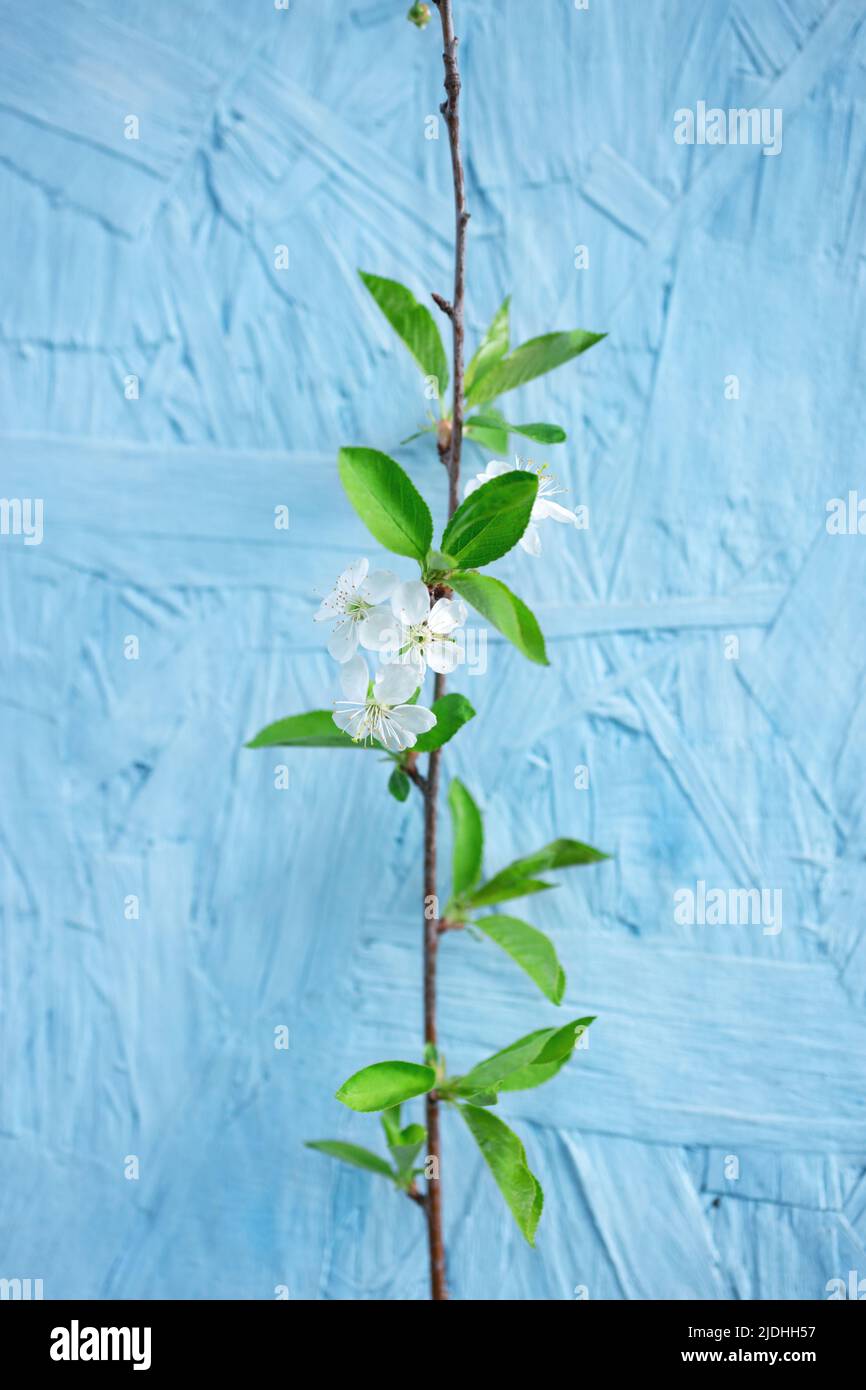 Vertical spring or summer natural background with beautiful white flowers and green leaves of cherry tree branch in full bloom against blue wall. Stock Photo