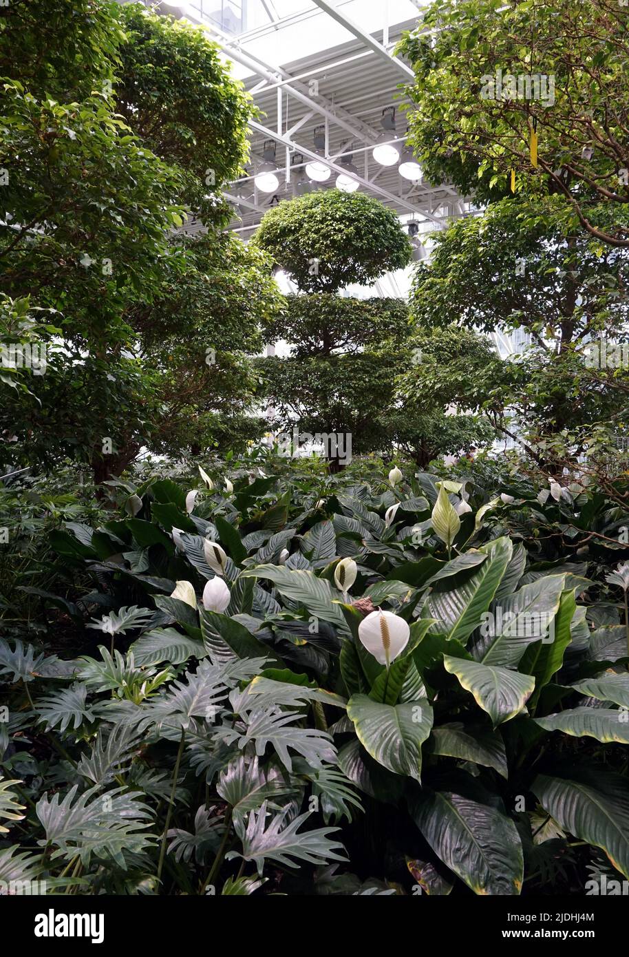 Devonian Gardens, downtown Calgary Stock Photo