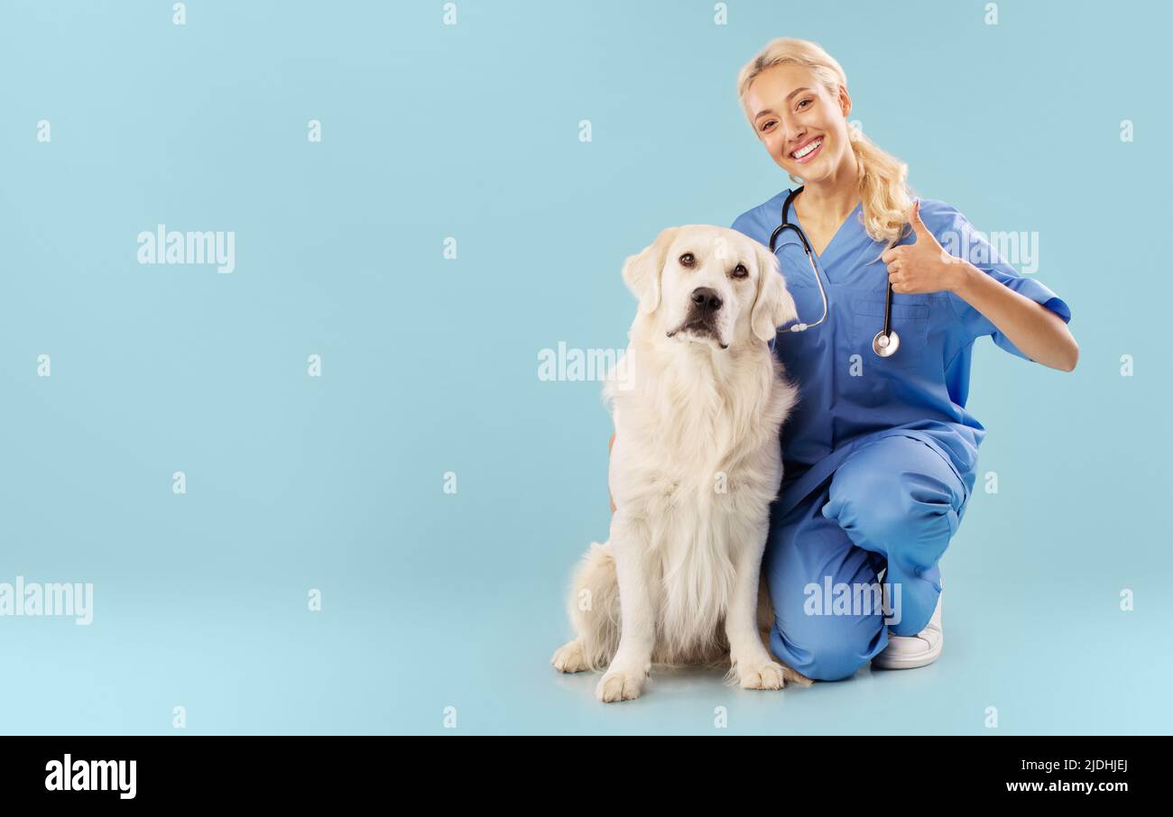 Veterinary clinic advertisement. Positive female nurse in uniform posing with labrador and showing thumb up, copy space Stock Photo