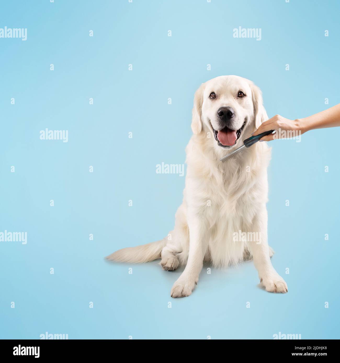 Grooming domestic pet concept. Happy healthy labrador dog sitting on the floor, person combing pet's fur hair Stock Photo