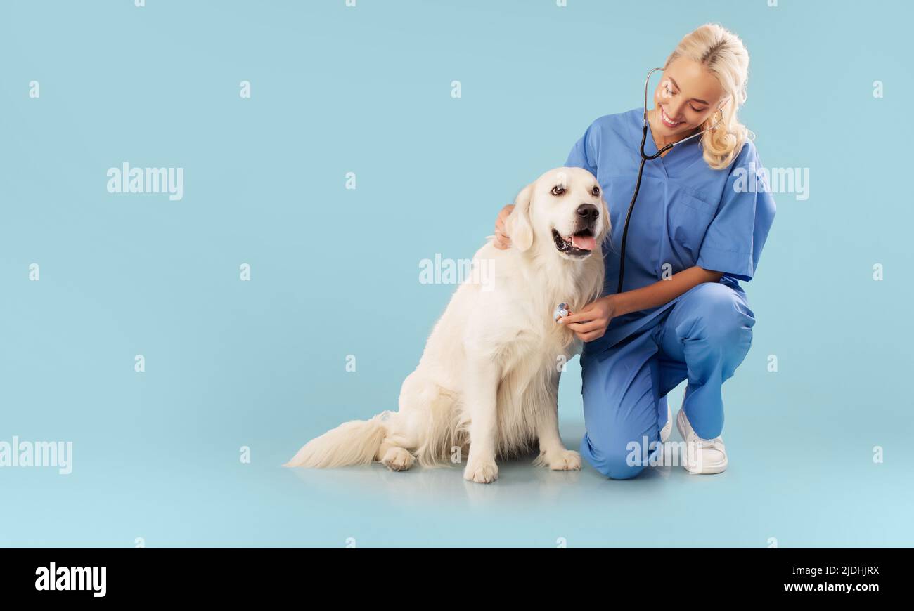 Animal cardiology concept. Happy veterinarian checking golden retriever