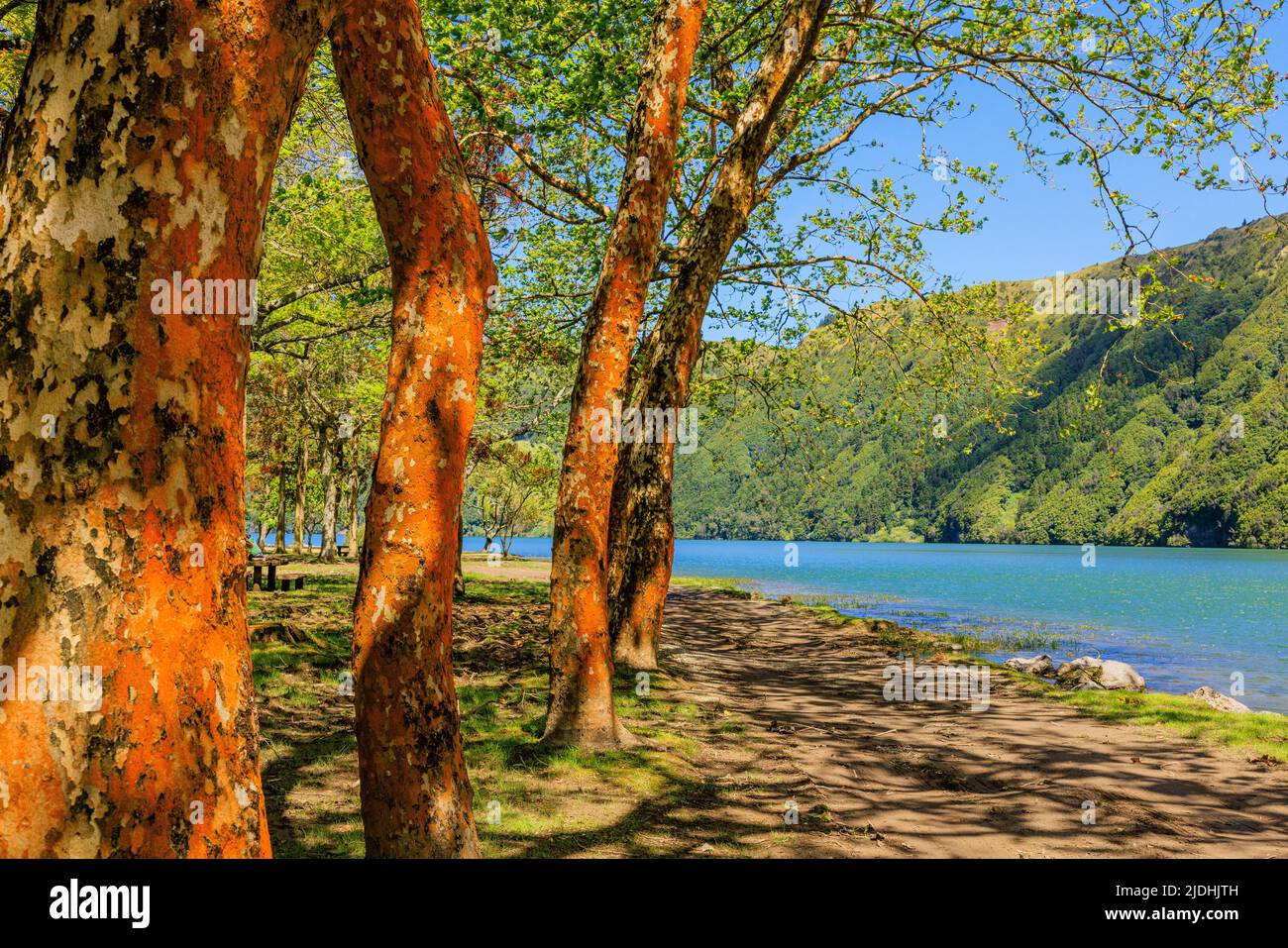 an idyllic setting the banks of lagao azul sete cidades with orange bark of a row of sycamores a grey pumice stone beach blue lake and green hillside Stock Photo