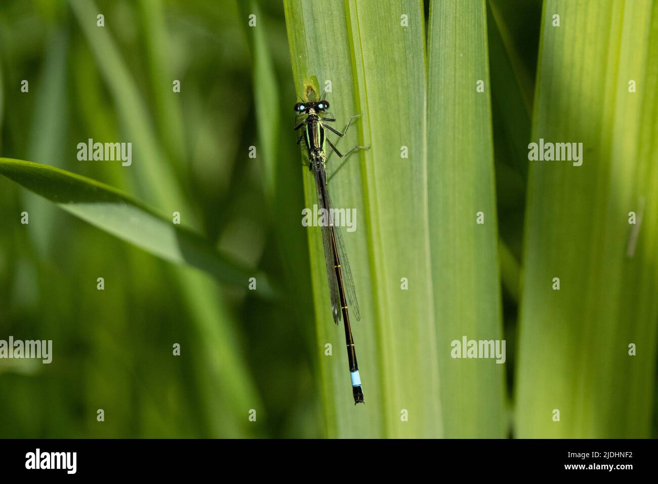 Bugslife damselfly hi-res stock photography and images - Alamy