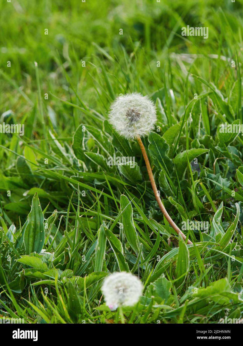 A pair of dandelion clocks, delicate and fragile and fluffy, amongst the greenery of blades of grass and the plants of the undergrowth. Stock Photo