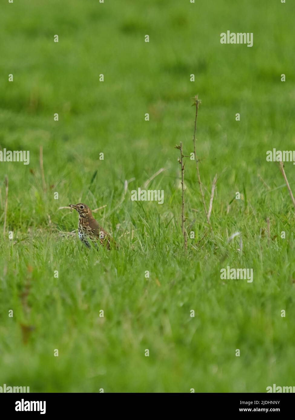 A song thrush on the hunt, foraging through a grassy field to find the invertebrates it feeds on and with a worm already caught. Stock Photo