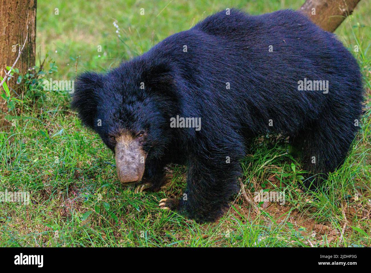 sri lanka sloth bear high res photo of full bear standing in side profile facing and looking at the camera front claws extended Stock Photo